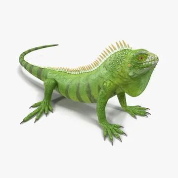 Green Iguana Pose 3 3D Model