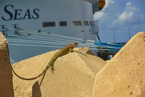 Green Iguana posing on rock with a symphony of the seas cruise ship Image backgr Foto stock