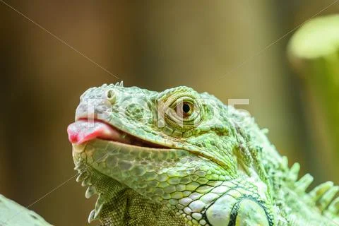 Green Iguana Reptile Portrait On Tree Branch Stock Photos