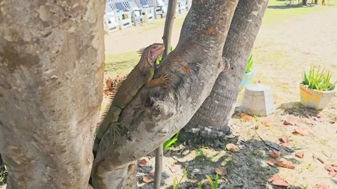 Green iguana resting between tropical tree trunks in bright daylight, with Stock Footage 342652946