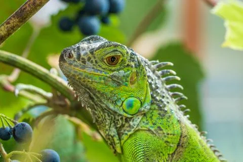 Green iguana resting on a branch, takes a sun bath and eats a grape. Stock Photos