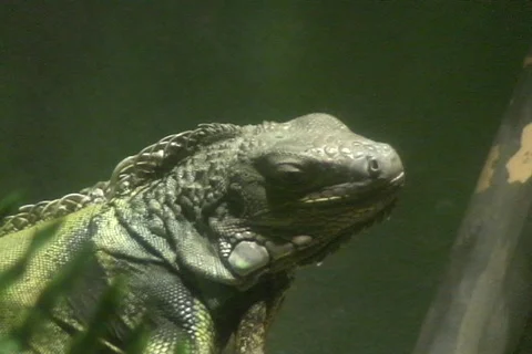 Green Iguana resting  動画素材 361249