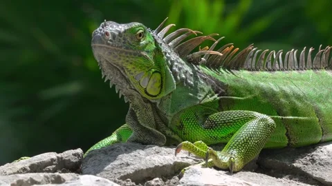 Green iguana resting on grey rocks in bright sunlight with lush green background Stock Footage 328534093
