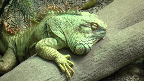 Green Iguana Resting on a Log Stock Footage 237933171