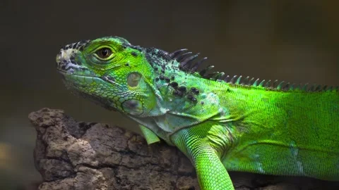 Green iguana resting on a tree branch in a tropical environment during daytime Stock Footage 328466681