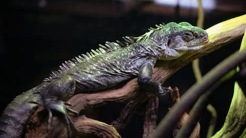 Green Iguana Resting on a Tree Branch Stock Photos