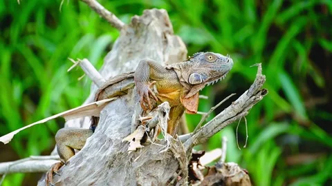 Green iguana resting on weathered log in tropical rainforest close up cinematic Stock Footage 343696261