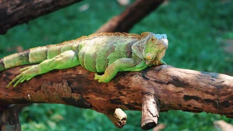 Green iguana resting on a wooden branch in nature Stock Footage 334107953