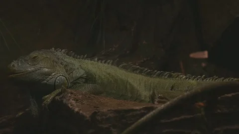 Green iguana rests calmly on the stones with sand Stock Footage 121121253