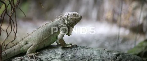 Green iguana with scaly skin near the pond in the forest Stock Photos