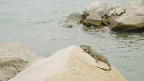 Green iguana sitting on large rocks on the edge of blue water on a cloudy day. C Stock Footage 300808997
