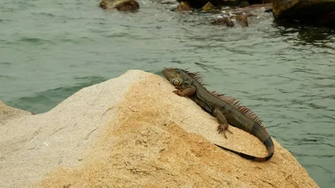 Green iguana sitting on large rocks on the edge of blue water on a cloudy day. C Stock Footage 300809017