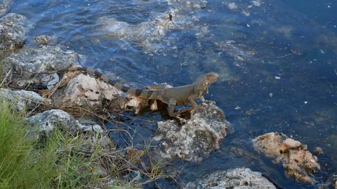 Green iguana standing on a rock inside the river starring at the camera. Stock-Footage 121479378