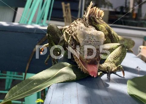Green Iguana with tongue sticking out Stock Photos