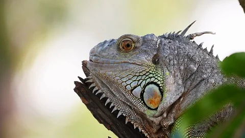 Green iguana on a tree branch Video stock 119233257
