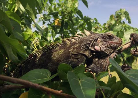 Green iguana in tree Foto stock