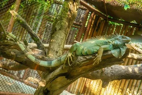 Green Iguana on the tree Stock Photos