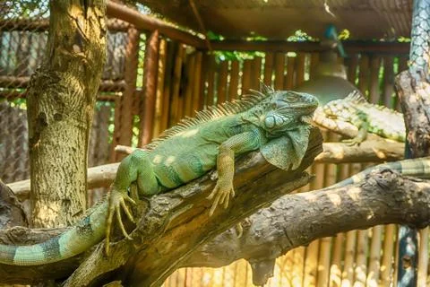 Green Iguana on the tree Stock Photos
