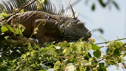 Green Iguana in tree top looking around Vidéo 86219507