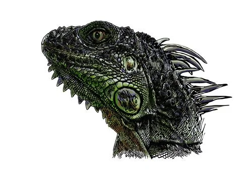 Green iguana vector illustration Stock Illustration