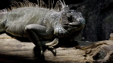 Green Iguana in the zoo Video stock 74876602