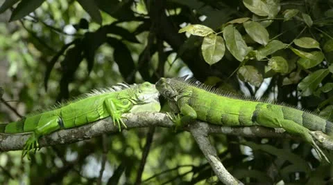 Green Iguanas Stock Footage 11280622