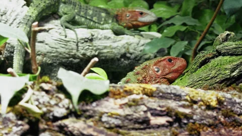 Green Iguanas With Red Head In The Wild Stock Footage 308651583