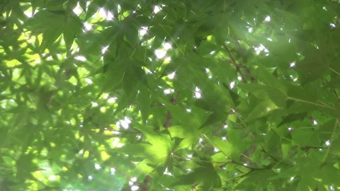 Green Image Stock Footage 327477758