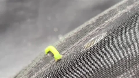 Green Inchworm Crawling On Screen Tent Mesh In 4K 스톡 동영상 340084955
