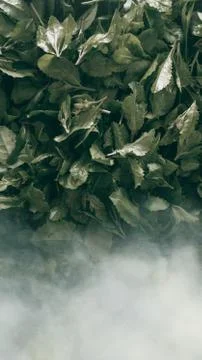 Green Indian marsh fleabane tea leaf with fog and rain, Dark tone Stock Photos