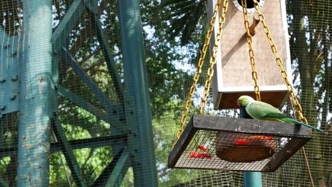 Green Indian Ring-necked Parakeet feeding papaya. Видео 78408143
