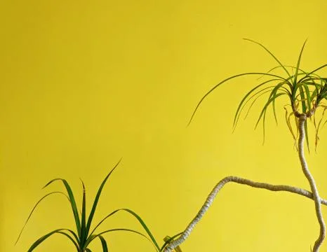Green indoor plant on the yellow wall Stock Photos