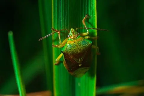 Green insect bug crawling on a green leaf macrophotograph Stock Photos