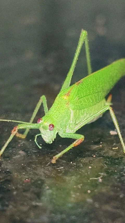 Green Insect Close-Up on Dark Surface – Macro Wildlife Nature Video Stock Footage 324707013