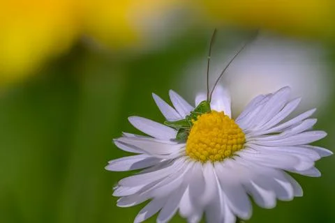 Green Insect Daisy Macro Spring Bulgaria Stock Photos