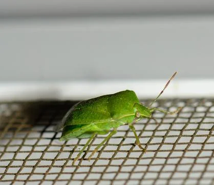 A green insect explores a delicate wire mesh on a bright sunny day, showcas.. Stock Photos