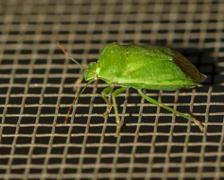 Green insect exploring metal grid under soft light during early afternoon Stock Photos