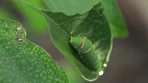 A green insect in a green leaf . Stock Footage 133163380