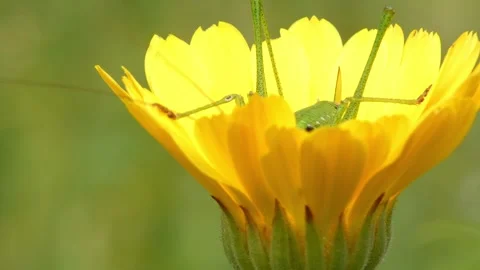 Green insect hidden inside bright yellow marigold flower bud cup Stock Footage 335487903