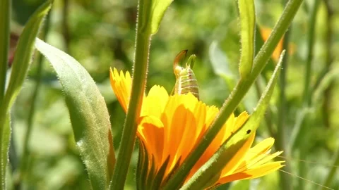 Green insect nymph upper body visible on yellow calendula blossom Stock Footage 335488789