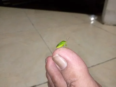 Green insect perched on the big toe Foto stock