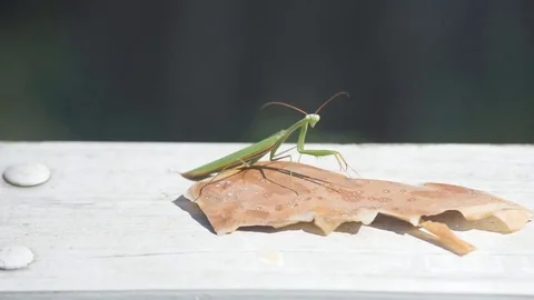Green Insect Praying Mantis Stock Footage 81418255