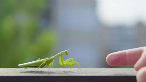 Green insect, praying mantis moves to the finger of a human hand Stockbeeldmateriaal 151820125