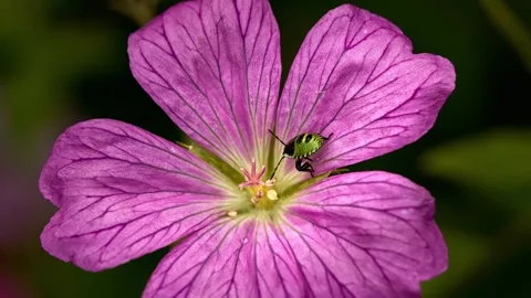 Green insect resting on delicate purple flower Stock Footage 340777245