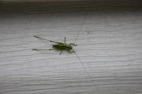 Green insect on wall Stock Photos