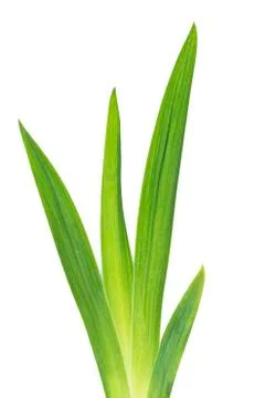 Green iris leafs Stock Photos
