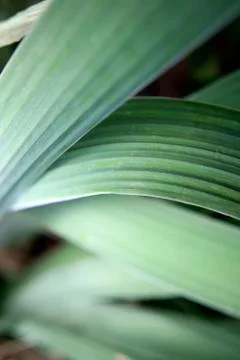 Green Iris leaves close-up. Foto stock