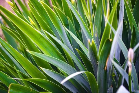 Green iris leaves pattern showing natural growth and texture Stock Photos