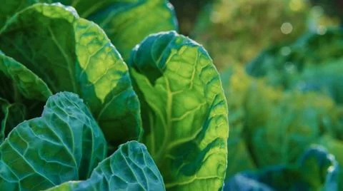 A green Irish Cabbage 스톡 사진