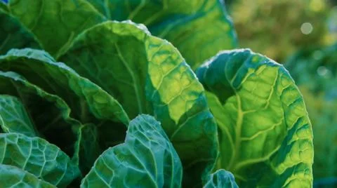 A green Irish Cabbage Foto stock